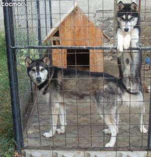 masculi husky