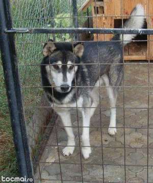 masculi husky