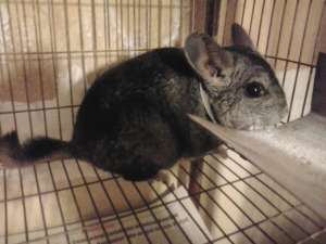 cincila