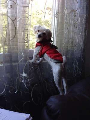mascul Bichon Maltez de iperecheat ,   varsta 6 ani