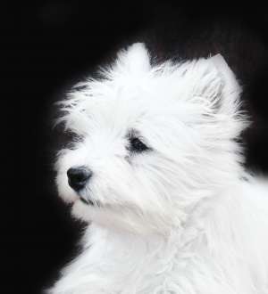 vand catelus westie,  superb
