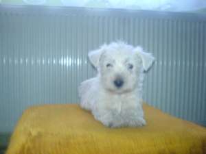 beagle si westie