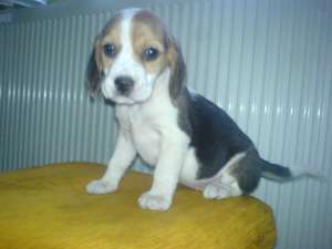 beagle si westie