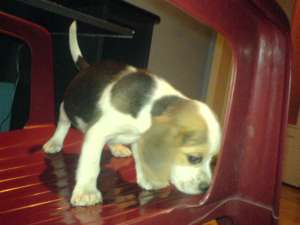 beagle si westie