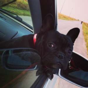 Ofer bulldog francez pt monta