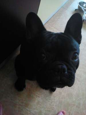 Ofer bulldog francez pt monta