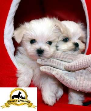 Bichon Maltez Mini,  albi,  2 luni,  puri
