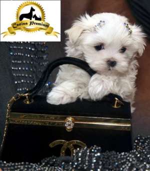 Bichon Maltez Mini,  albi,  2 luni,  puri