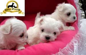 Bichon Maltez Mini,  albi,  2 luni,  puri