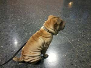 shar pei fetita forte cutata