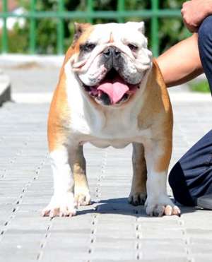 Ofer mascul Bulldog Englez pentru MONTA