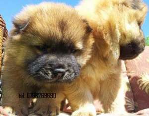 Vand catei chow chow . tel. 0768269690. .