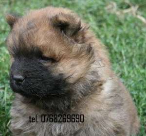 Vand catei chow chow . tel. 0768269690. .