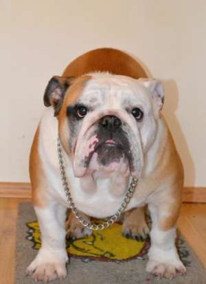 Ofer Mascul Bulldog Englez pentru MONTA !