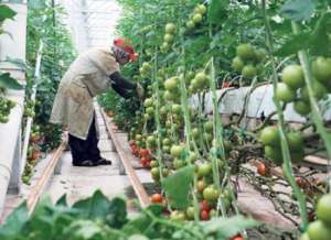 Locuri ocupabile urgent agricultura/plantat flori Germania