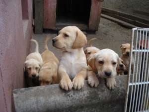 vand pui labrador