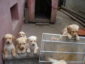 vand pui labrador