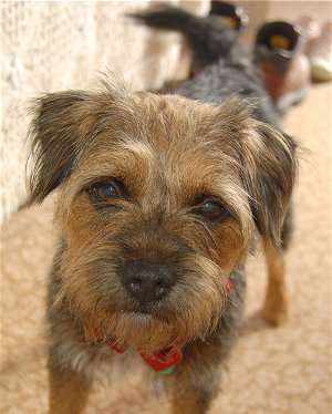Border Terrier rasa pura