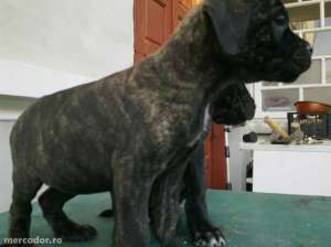 cane corso rasa pura cu pedigree
