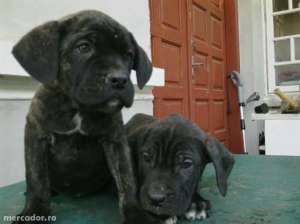cane corso rasa pura cu pedigree