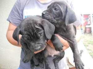 cane corso rasa pura cu pedigree