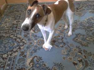 VAND MASCUL FOX TERRIER CU PAR SCURT DE 1 AN,    PENTRU VINATOARE