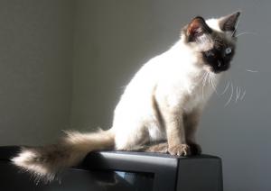 Pisica Ragdoll !
