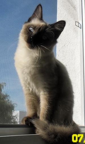 Pisica Ragdoll !