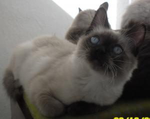 Pisica Ragdoll !