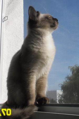 Pisica Ragdoll !