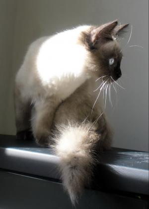 Pisica Ragdoll !