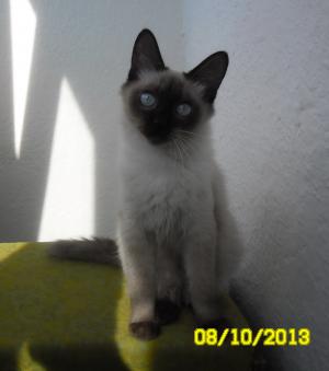 Pisica Ragdoll !