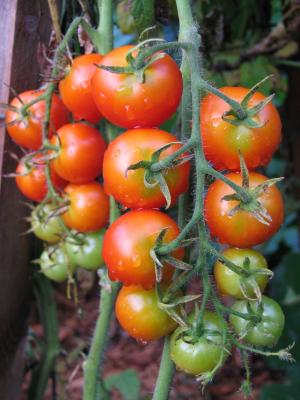 TOMATE RED CHERRY