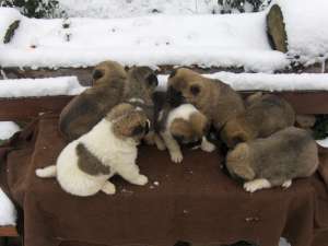 Vand Puiuti American Akita 6 luni