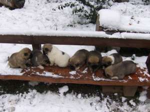 Vand Puiuti American Akita 6 luni