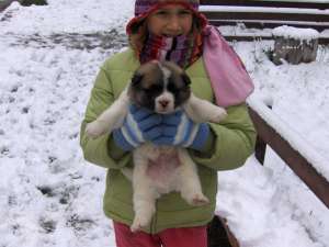Vand Puiuti American Akita 6 luni