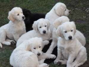 pui Golden Retriever