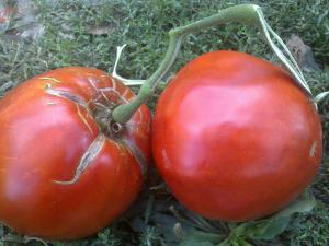 TOMATE INDIANA RED
