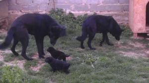 Vand caine lup alsacian (ciobanesc negru)