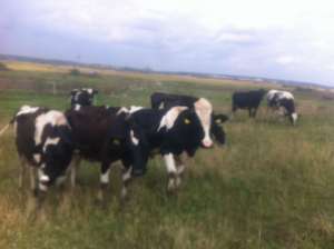 holstein de vanzare
