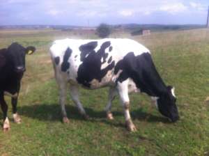 holstein de vanzare