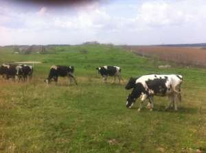 holstein de vanzare