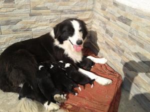 border collie