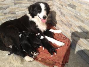 border collie