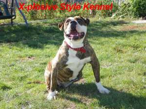 Pui Bulldog American tip Bully