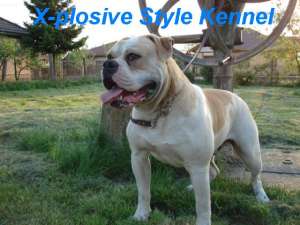 Pui Bulldog American tip Bully
