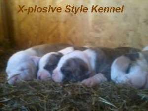 Pui Bulldog American tip Bully