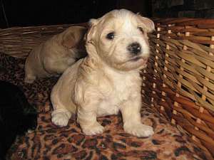 bichon havanez superb pret 600 ron