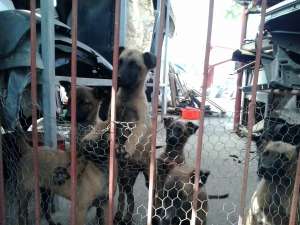 Vand pui de malinois