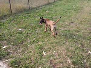 Vand pui de malinois